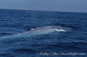 Whale Feeding Photo, Whale Feeding photos, Phillip Colla Natural ...