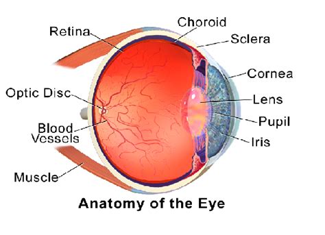 Eye Anatomy | Diagram, Parts & Functions - Lesson | Study.com