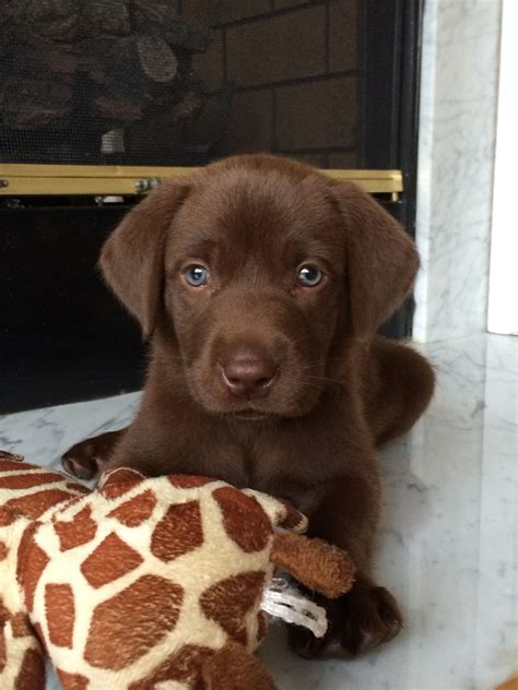 Chocolate Lab Puppy #luke