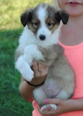 Sheltie puppies Sable and White Registered! for Sale in Dunbar ...