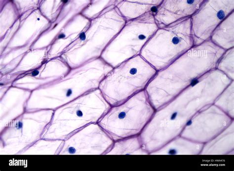 Single Plant Cell Under Microscope