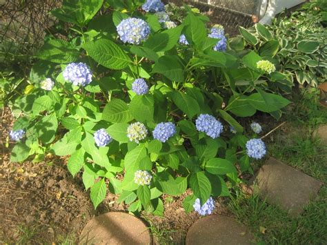 Decorated Chaos: Blue Hydrangea in Bloom