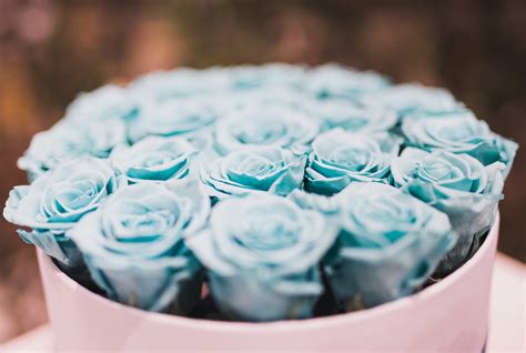 Free photo: Blue Rose Bouquet Collections - Bloom, Blossom, Bouquet ...