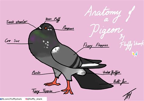 Anatomy of a pigeon : r/pigeon