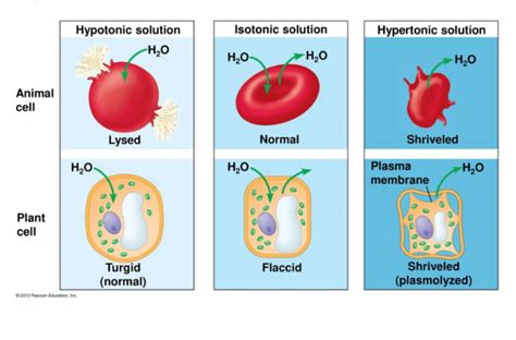 What Is A Hypotonic Solution – Get Education