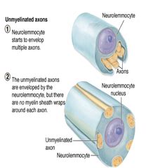 Nerve fibers, unmyelinated; C Fibers