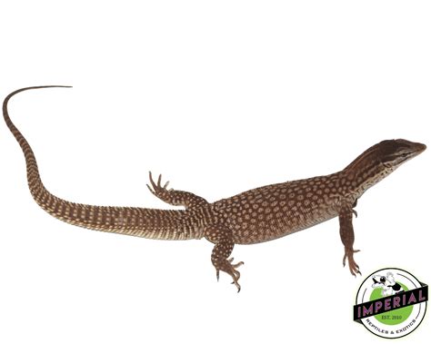 Red Ackie Monitor Adults For Sale - Imperial Reptiles – IMPERIAL ...