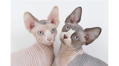 Sphynx cats photo and wallpaper. Beautiful Sphynx cats pictures