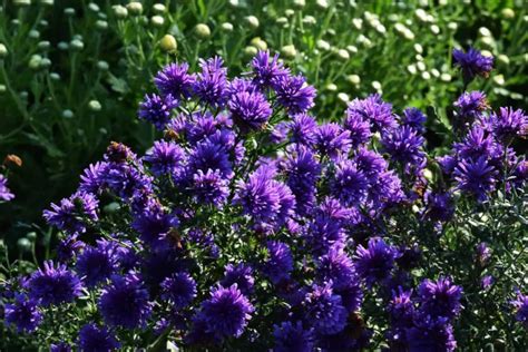 19 Amazing Perennials for Zone 6 for Season Long Beauty