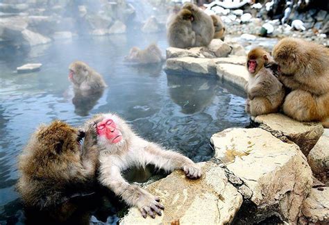 Jigokudani Monkey Park: Where Snow Monkeys Go To Hot Tub In Japan