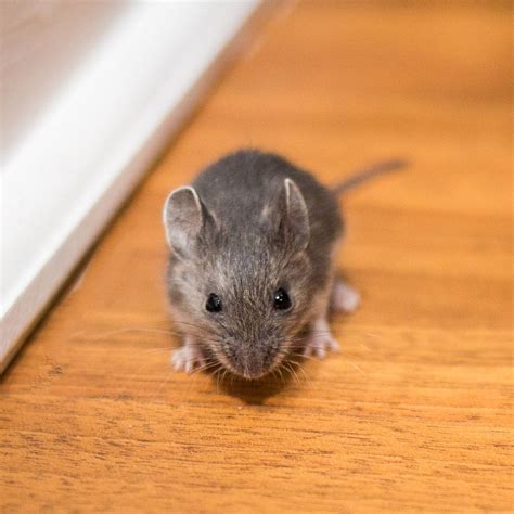 House Mice - Covenant Wildlife