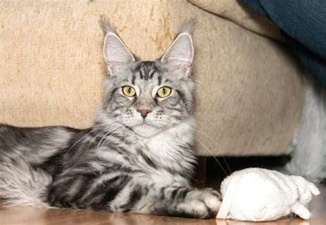 Portrait of a Young Charming Maine Coon Cat with Tassels on Her Ears ...