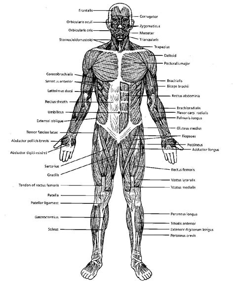 Muscle Diagrams To Label Exercise