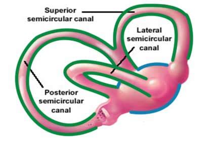 Vertigo - Crystals in the inner ears (BPPV)? - Physiovive