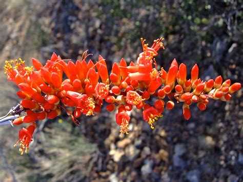 30 Mojave Desert Wildflowers: Fouquieria Splendens