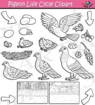 Pigeon Life Cycle Clipart by I 365 Art - Clipart 4 School | TPT