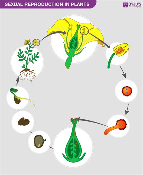 Plant Reproduction Process Diagram Flow Chart Of Reproductio