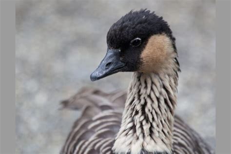 Hawaiian Animals: 23 Most Common Animals In Hawaii