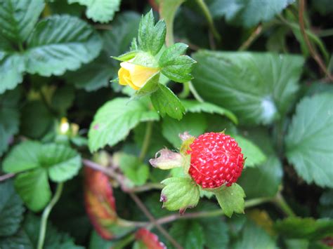 Strawberry Plants With Yellow Flowers - BroadPick