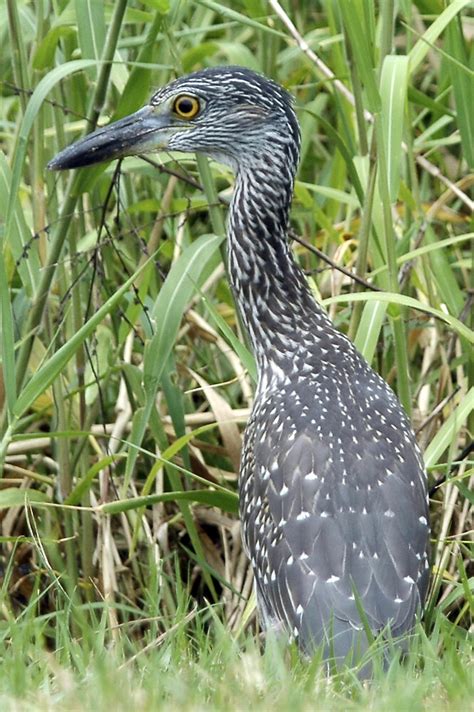 Photos from Myakka River State Park - Wildlife - Photo.net