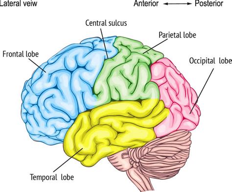 Frontal lobe syndrome causes, symptoms, diagnosis, treatment & prognosis