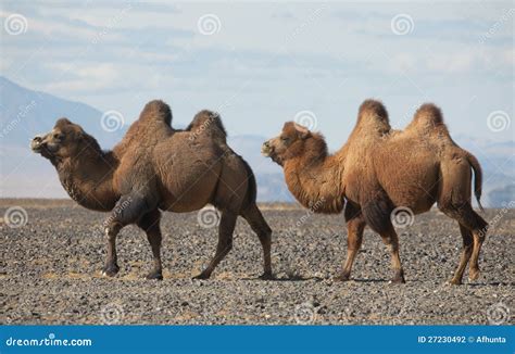 Bactrian Camel in the Steppes of Mongolia Stock Photo - Image of ...