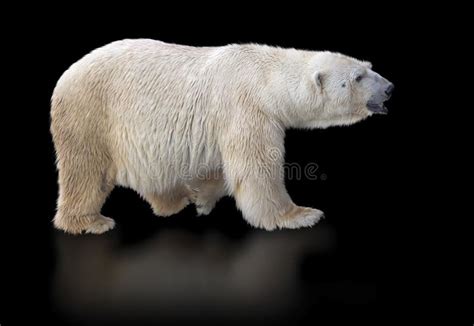 Polar Bear Isolated on Black Background Stock Image - Image of head ...