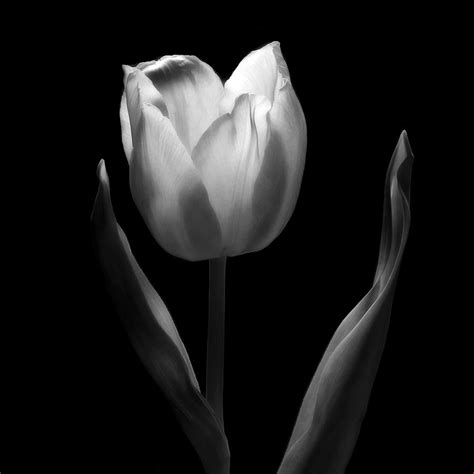 Black And White Photography Flower