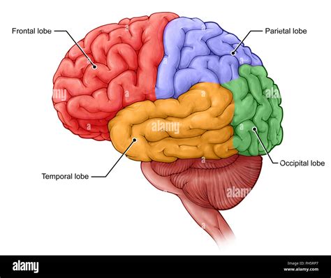 Lobes of the Brain Stock Photo - Alamy