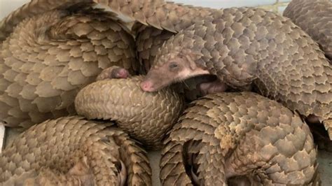 Endangered pangolins need dedicated intensive care unit to survive ...