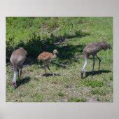 Florida Sandhill Cranes Family Photograph Poster | Zazzle