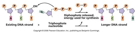 biochemistry - Chemistry of phosphodiester bond formation by DNA ...