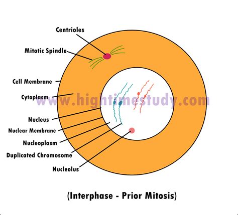 Interphase Diagram Labeled