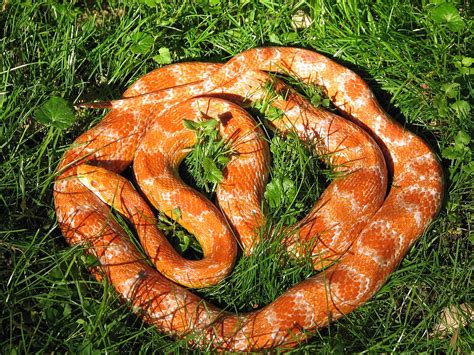 Corn Snake - Animals Photos