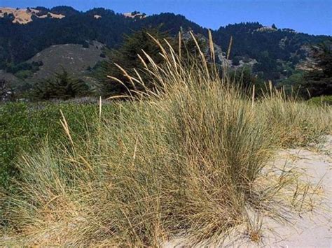 Ammophila arenaria Profile – California Invasive Plant Council