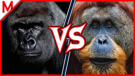 Silverback gorilla vs grizzly bear - bitsloki