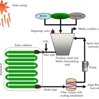 Cyclic representation of biofuel production from algae. | Download ...