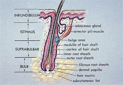 Anatomy Of Hair Follicle | Hair Loss Basics | Medlinks