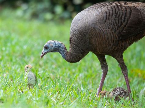 Wild Turkey Nesting (Behavior, Eggs + Location) | Birdfact