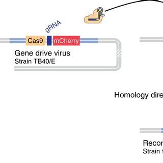 Gene drive in herpesviruses CRISPR-based gene drive sequences are, at a ...