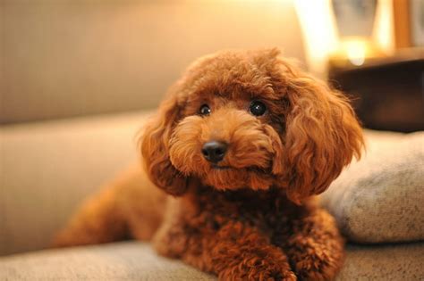 Poodle 1080P, 2K, 4K, 5K HD wallpapers free download | Wallpaper Flare