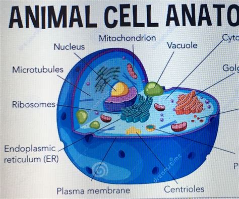 animal cell model labeled 3d Styrofoam labeled animal cell model ...