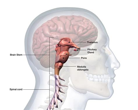 Brainstem Anatomy Function And Treatment