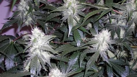 Berry White Strain: Effects And Benefits Explained