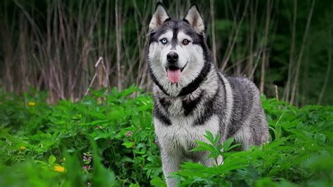 Syberian husky, Siberian Husky , dog, heterochromia, animals HD ...