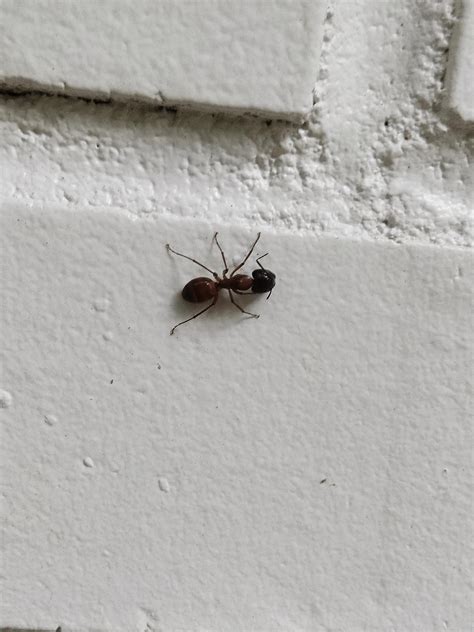 Some kind of ant, SE USA, late summer : r/whatsthisbug