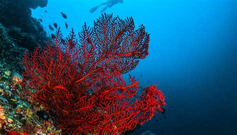 Trophic Levels of Coral Reefs | Sciencing