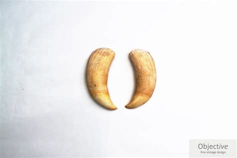 Pair Sperm Whale Teeth | Objective Fine Vintage Design