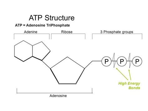 Describe the Structure of an Atp Molecule