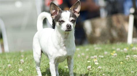 Jack Russell Terrier Chihuahua Mix: All About The Jack Chi Jack Russell ...